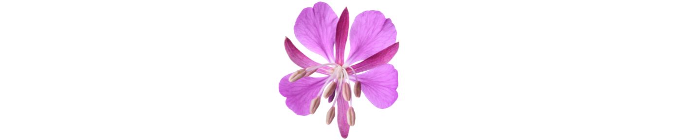 Fireweed Extract