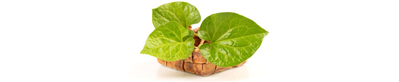 Chameleon Plant Extract