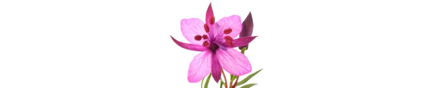Fireweed Extract