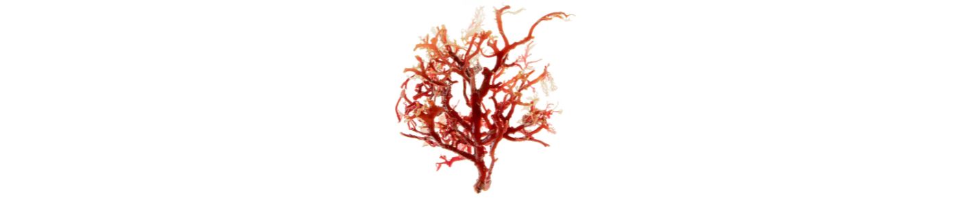 Red Algae Extract